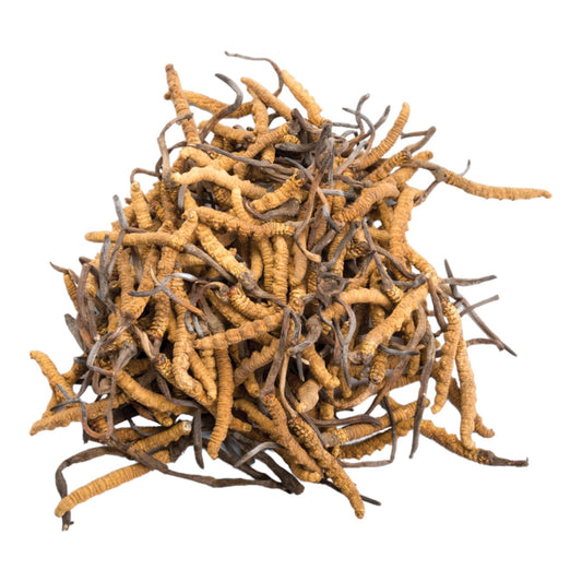 Découvrez le secret de la longévité avec le Cordyceps Sinensis : L'élixir naturel de jouvence Entrez dans un monde où la vieillesse et la fatigue n’ont pas leur place. Découvrez comment le Cordyceps sinensis peut vous aider à retr