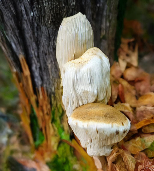 Lion’s Mane ou criniere de lion: un champignon aux effets surprenant sur le systeme nerveux.