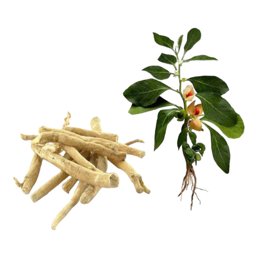 Les Pouvoirs de l´Ashwagandha